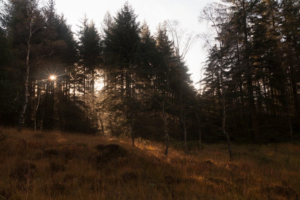 Grizedale Forest - Original RAW file