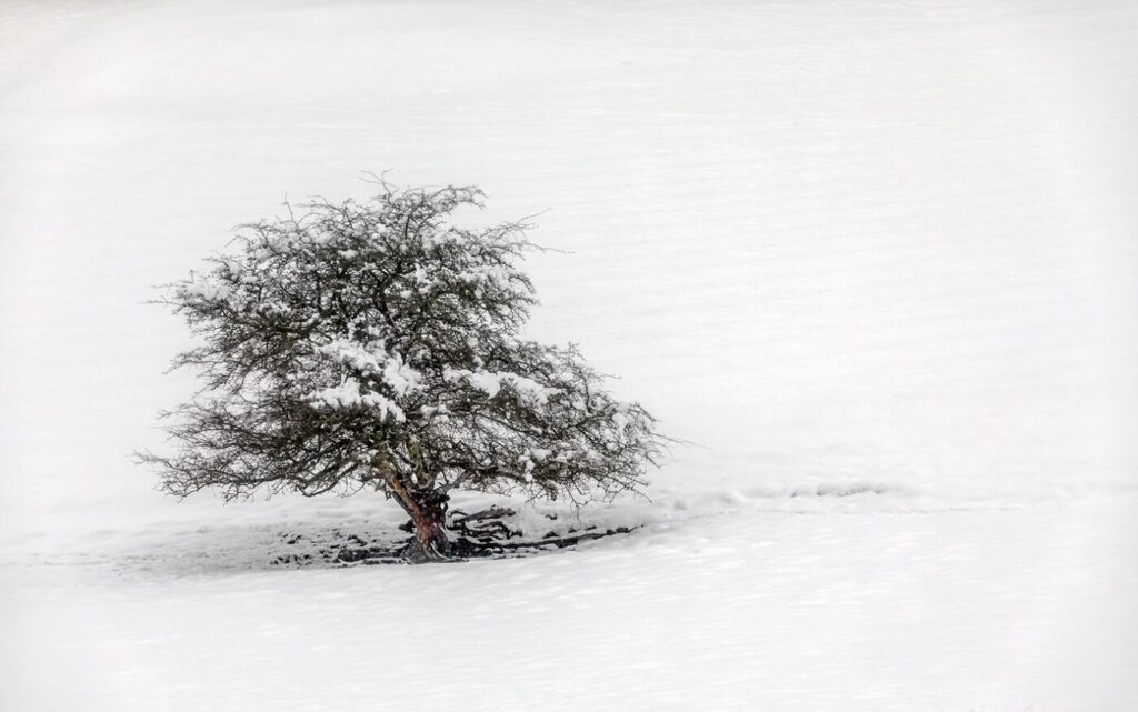 Lone Tree, Winter Wonderland, nr Ullswater, Lake District