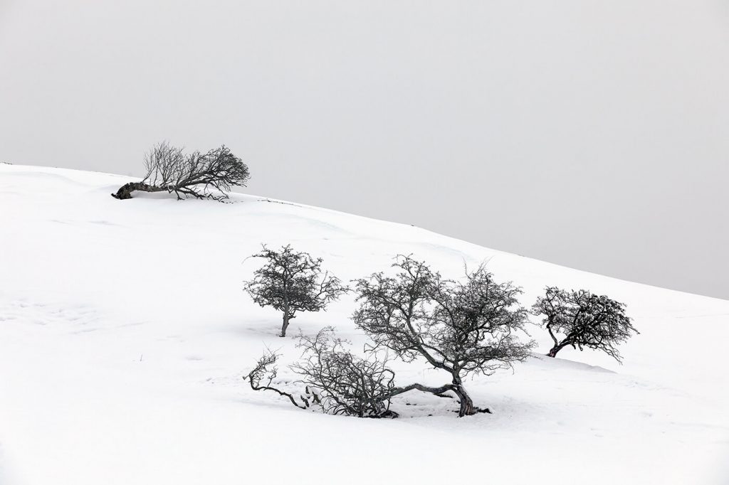 Trees In the Snow, nr Ullswater, Lake District