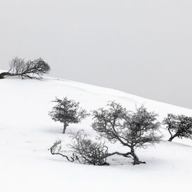 Trees In the Snow, nr Ullswater, Lake District