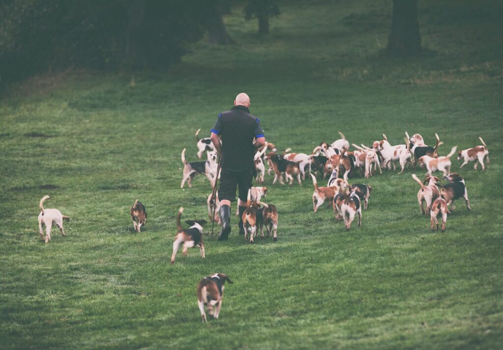Kennel Huntsman and his pack of Beagles, Stowe House