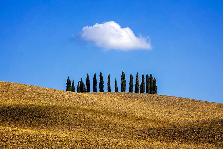 Copse of Trees, San Quirico d'Orcia, Tuscany, Italy