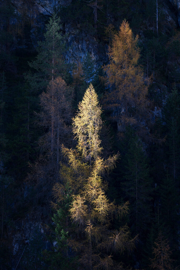 Sunlit Trees, Lago di Landro, Dolomites, Italy