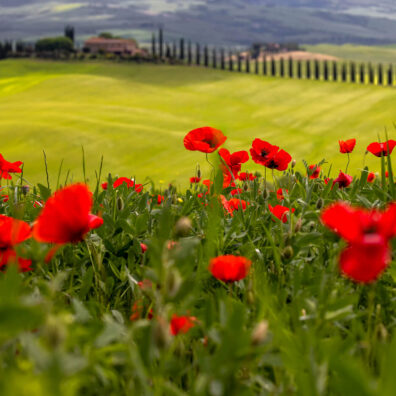 Poppies at Poggio Covili, Tuscany, Italy