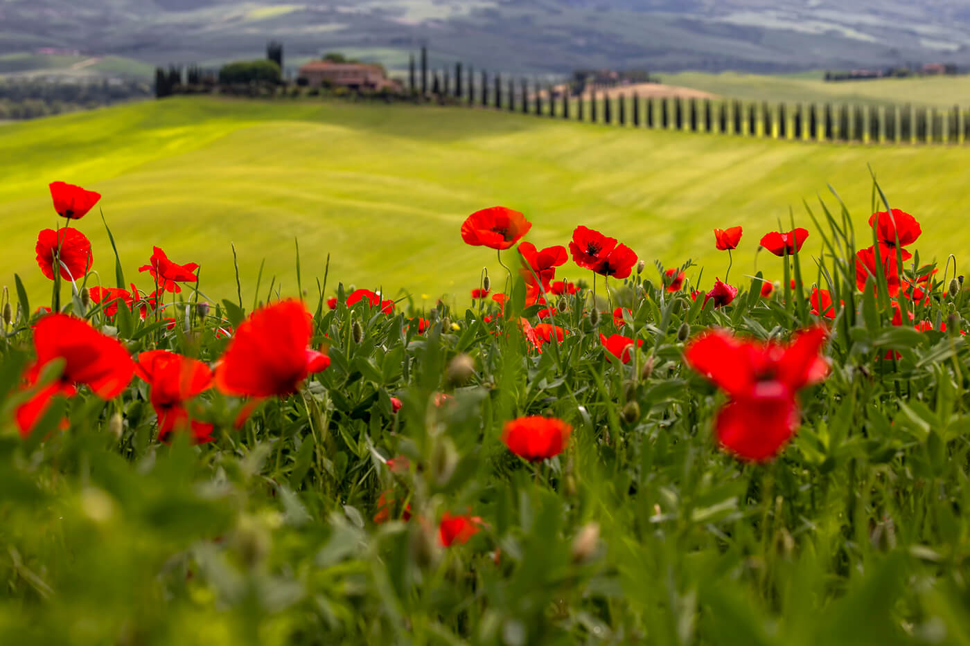 Poppies at Poggio Covili, Tuscany, Italy